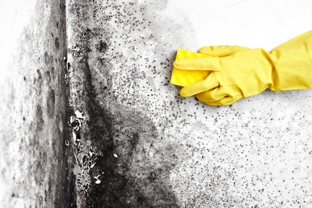 Best Residential Mold Removal  in Machias, WA