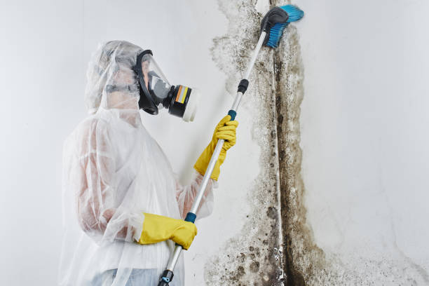 Best Home Mold Removal  in Machias, WA