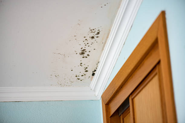 Trusted Machias, WA Mold Removal Experts