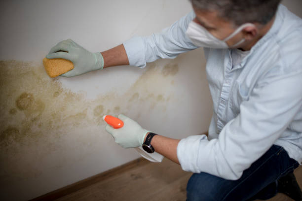 Best Certified Mold Removal  in Machias, WA