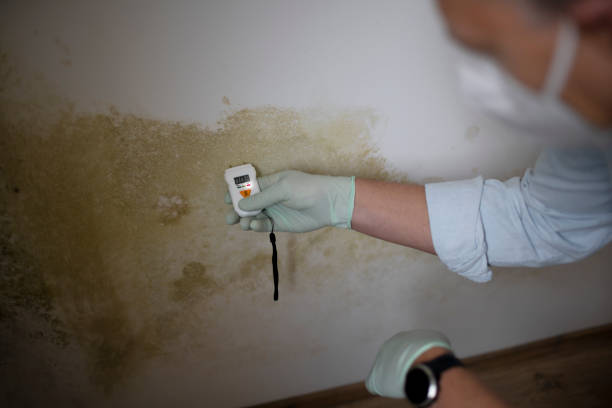 Best Mold Removal Near Me  in Machias, WA