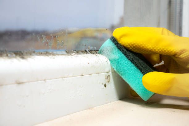 Best Emergency Mold Removal  in Machias, WA