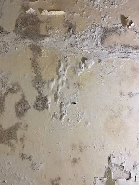 Best Office Mold Removal Services  in Machias, WA