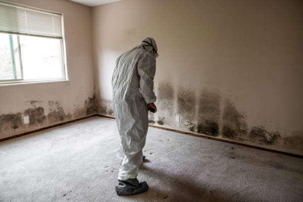 Best Mold Testing  in Machias, WA