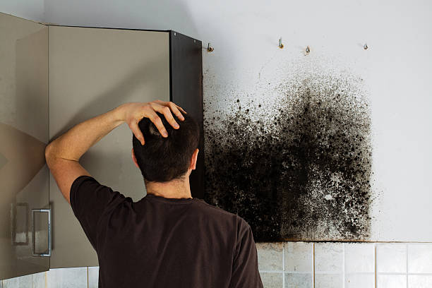 Best Mold Removal Company Near Me  in Machias, WA